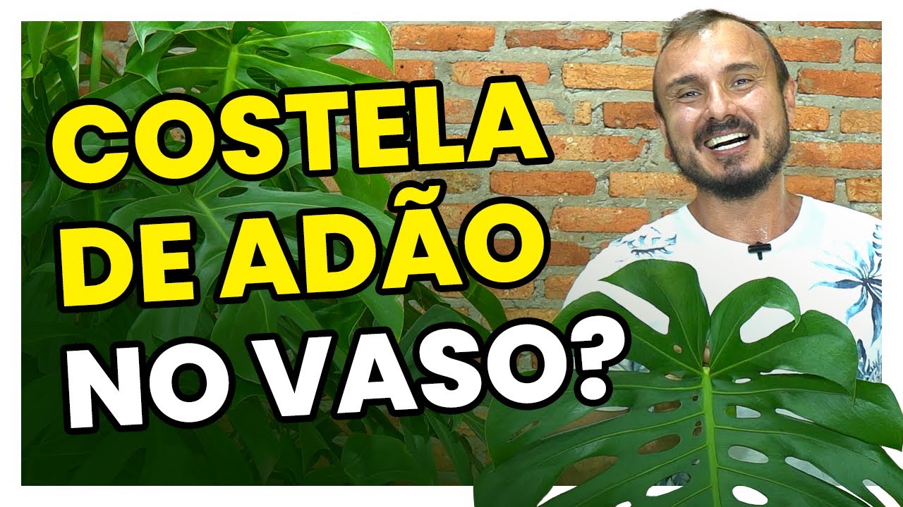Como plantar e cultivar COSTELA DE ADÃO (Monstera Deliciosa) no VASO?