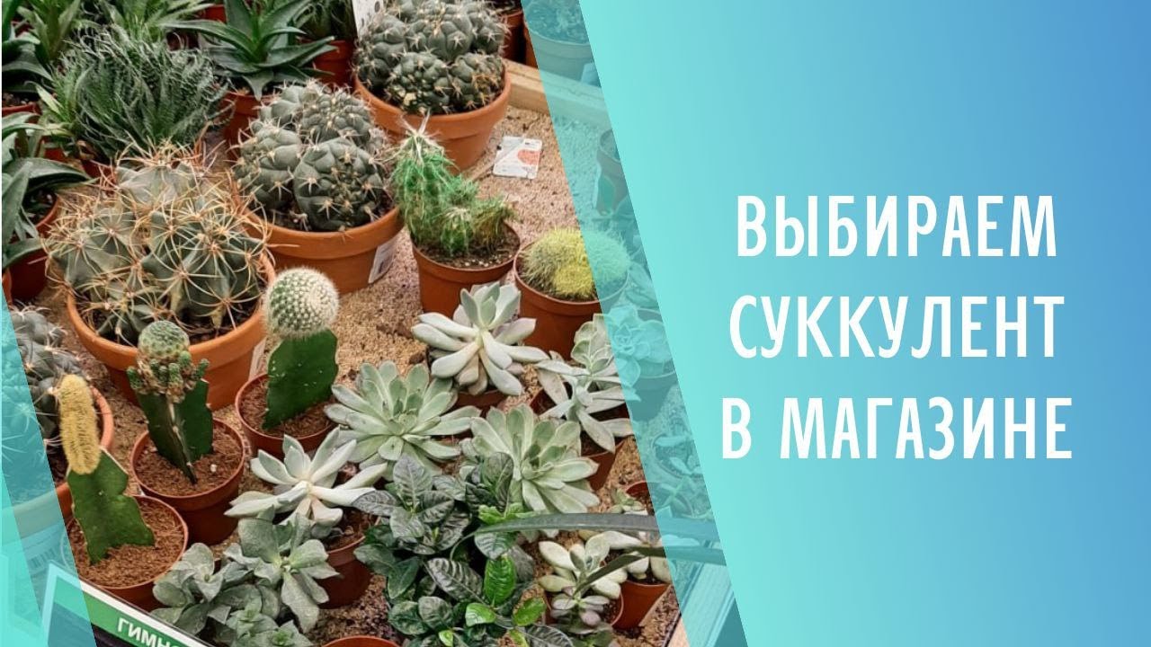 Выбираем суккулент в магазине 🌱 Sweet Succulents