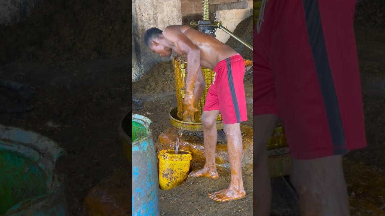 Palm oil production process #shortsvideo #palm #oil