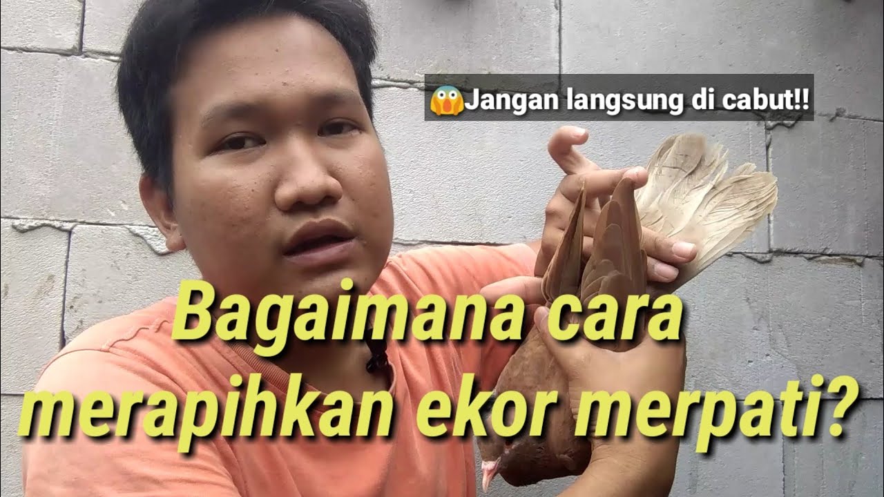 Solusi merapikan ekor merpati dengan cara cabut