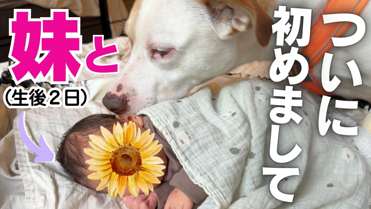 【初対面🐶】赤ちゃんと大型犬が初めて会う瞬間に密着しました👶🇯🇵🇸🇪