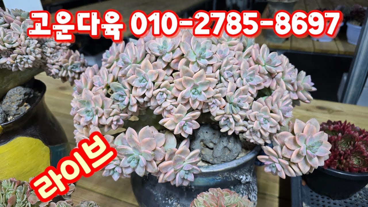 💥[1월 28일 라이브]고운다육 010-2785-8697(카드결제가능)수입철화, 묵은둥이군생~♡