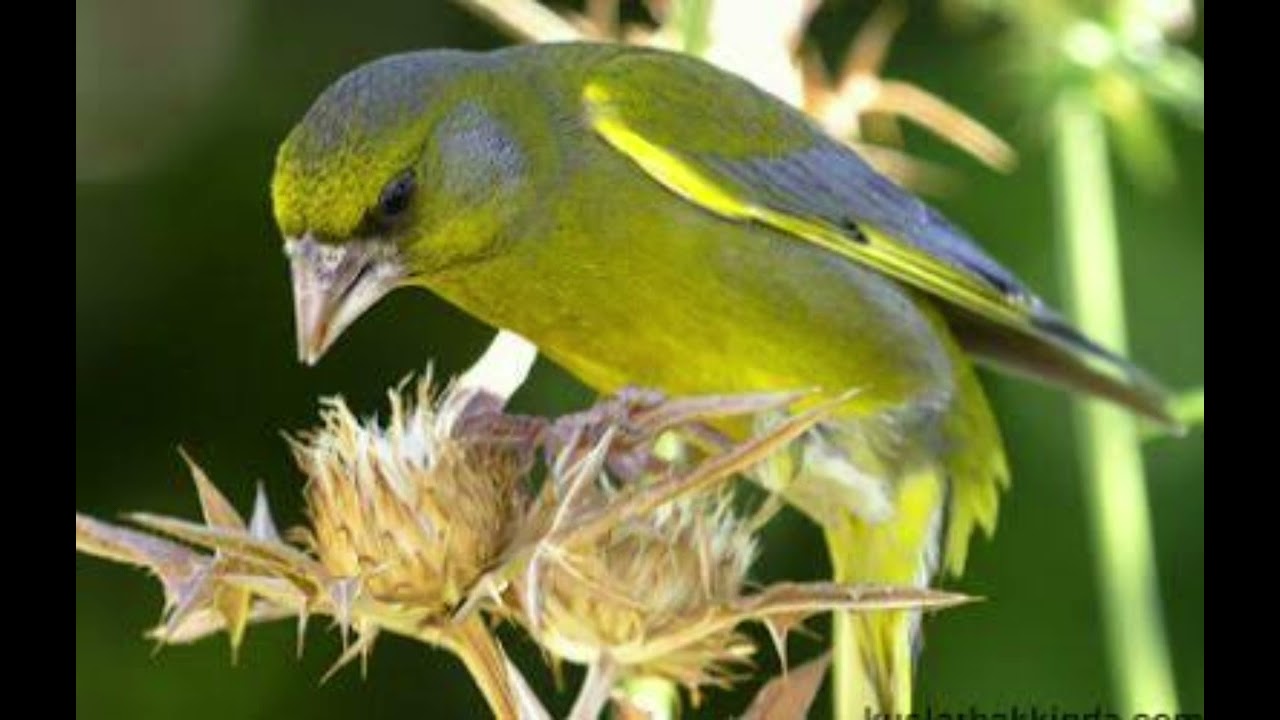 Florya huylandırma 1