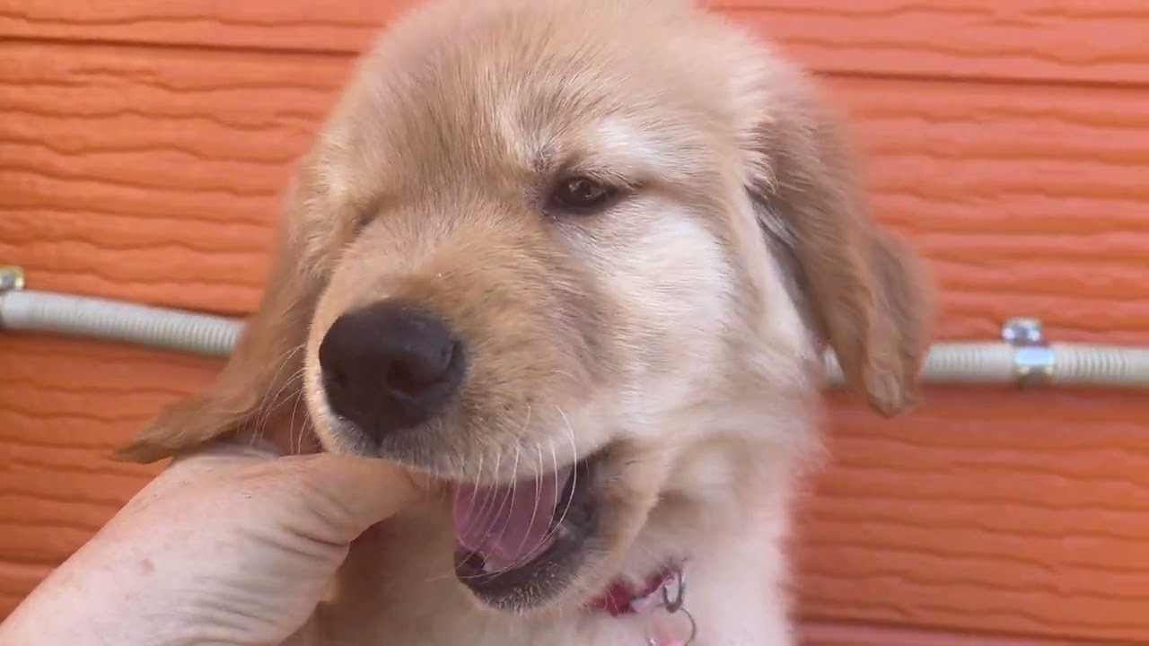 マナの子犬27番ちゃん　2026 3 14撮影