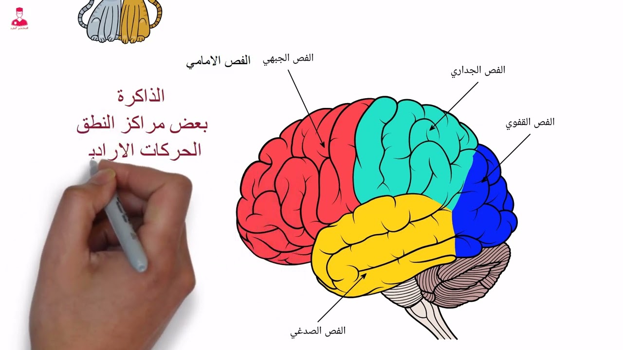 الجهاز العصبي المركزي  CNS