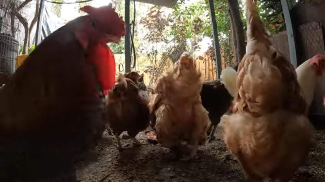 Backyard Chickens Long 2 Hour Relaxing Sounds Noises Hens Clucking Roosters Crowing Fun!