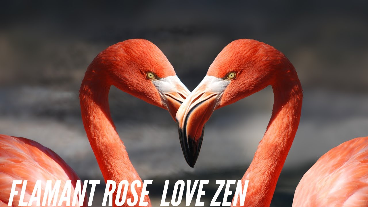 RELAXATION ZEN: FLAMANT ROSE