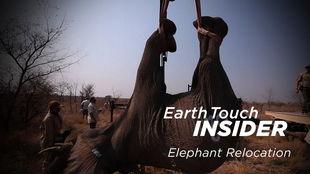 Operation Elephant Relocation