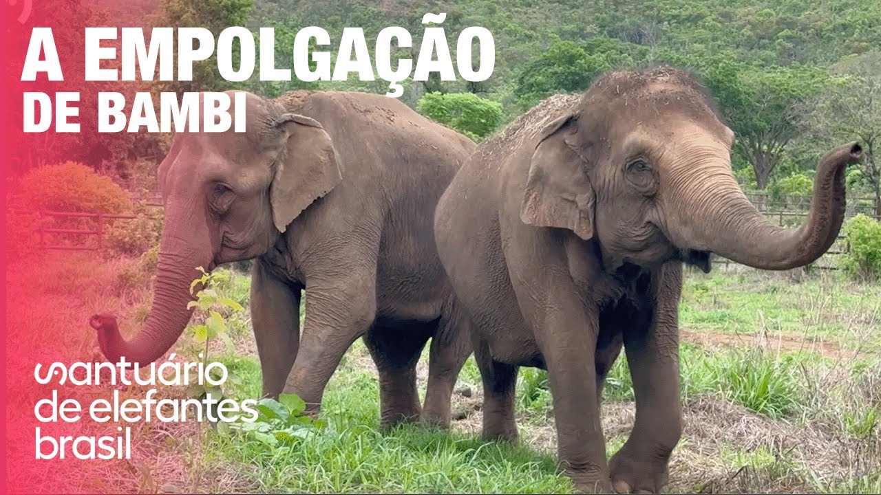A Empolgação de Bambi