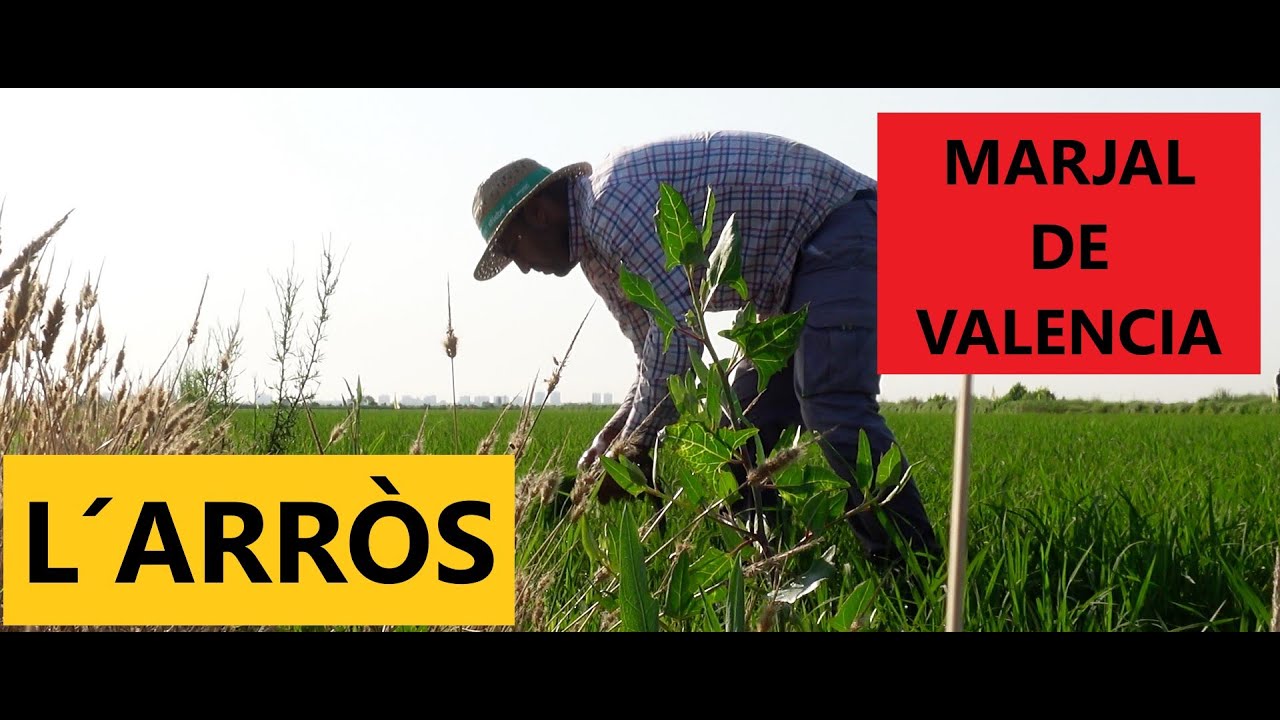2023 CULTIU DE L ARRÒS EN LA MARJAL DE VALENCIA. PARC NATURAL DE L´ALBUFERA.