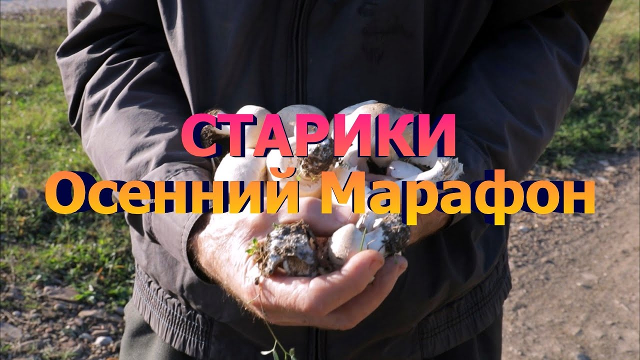 Старики Осенний Марафон