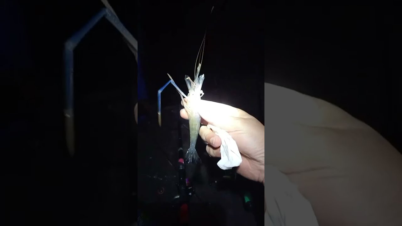 LAGI MANCING ADVENTURE sedang live sekarang!