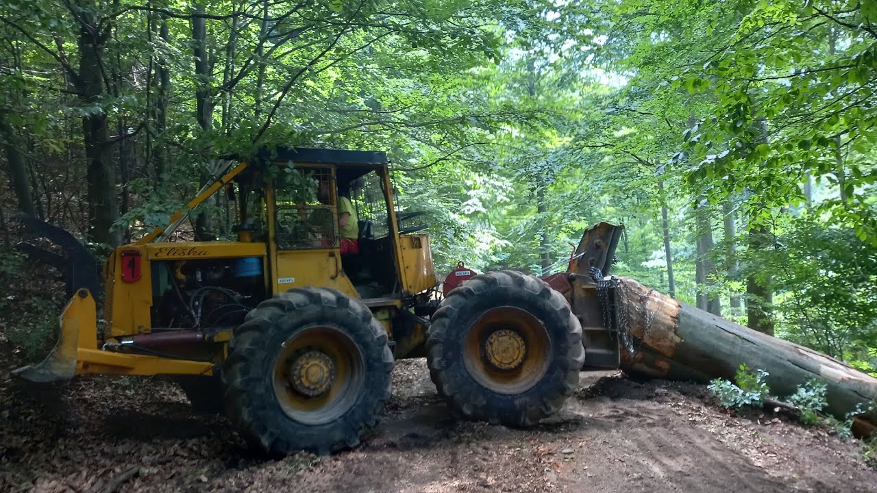 LKT 81 Turbo - Stihl ms 462 ťažba hrubých bukov. Najmocnejší z porastu ide von, Eliška opäť v akcii