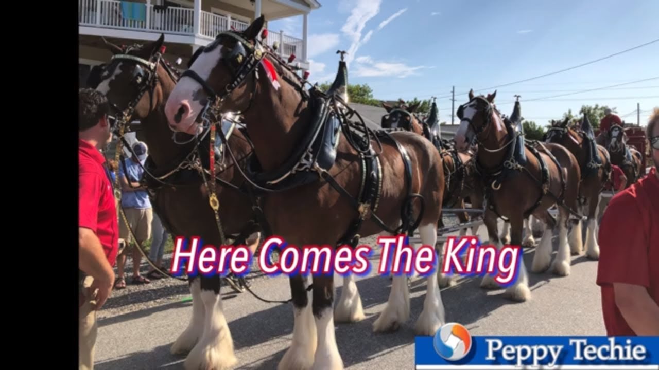 Budweiser Clydesdales, The Parade in Dewey Beach 2019