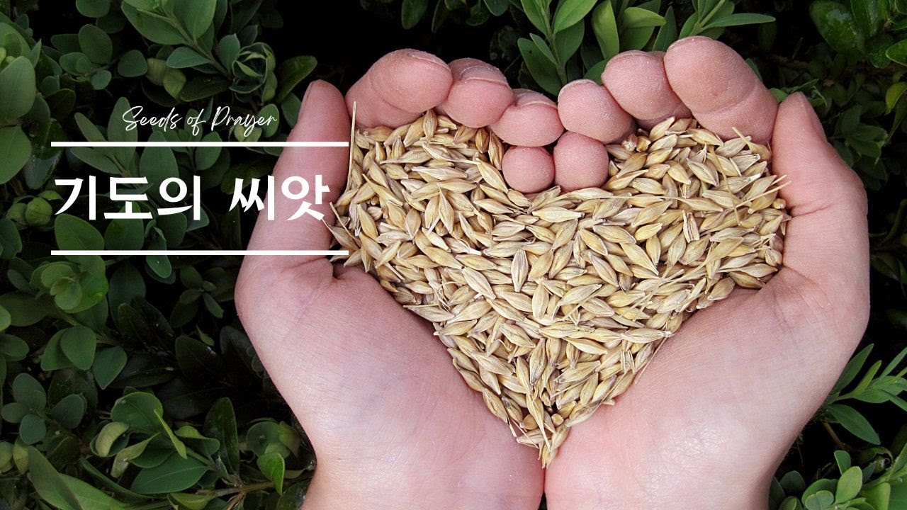 [기도의 씨앗] 기도를 심는 특별한 시간 02-05-2026  🌱1209