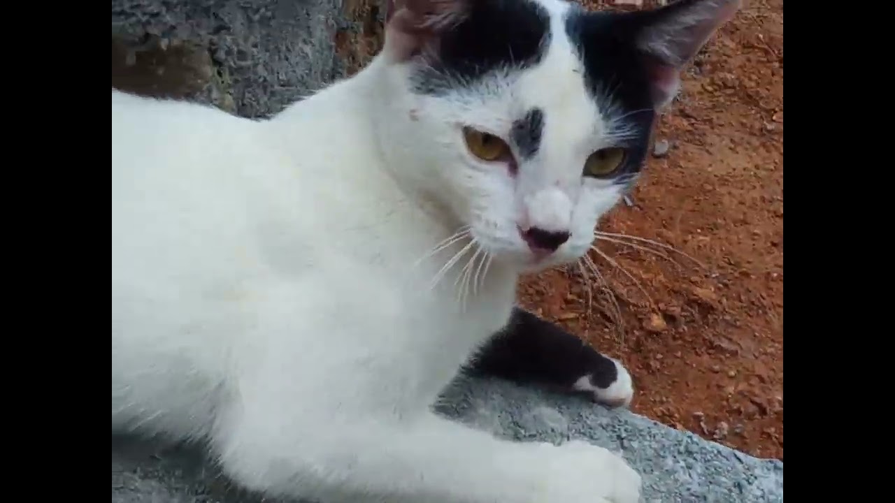 රෝසි යන තැන  කිටී යයි ##trending #🐕🐯