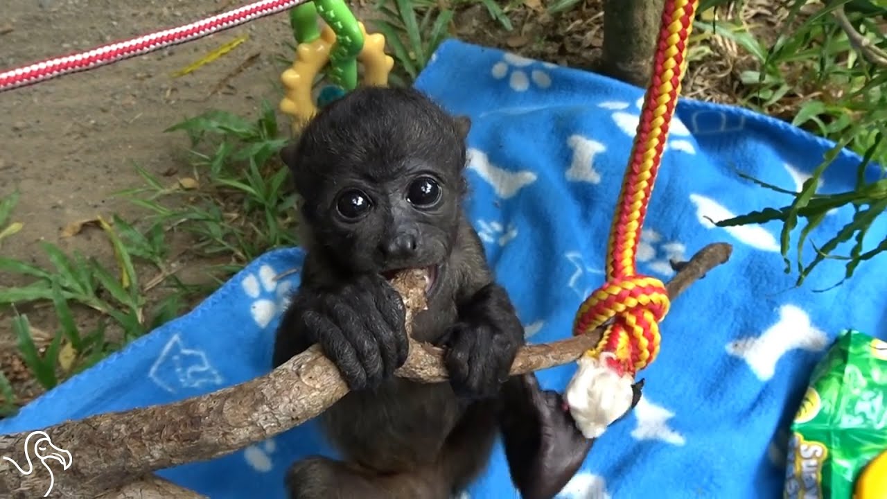 Baby Howler Monkey Is About To Need A Bigger Jungle Gym