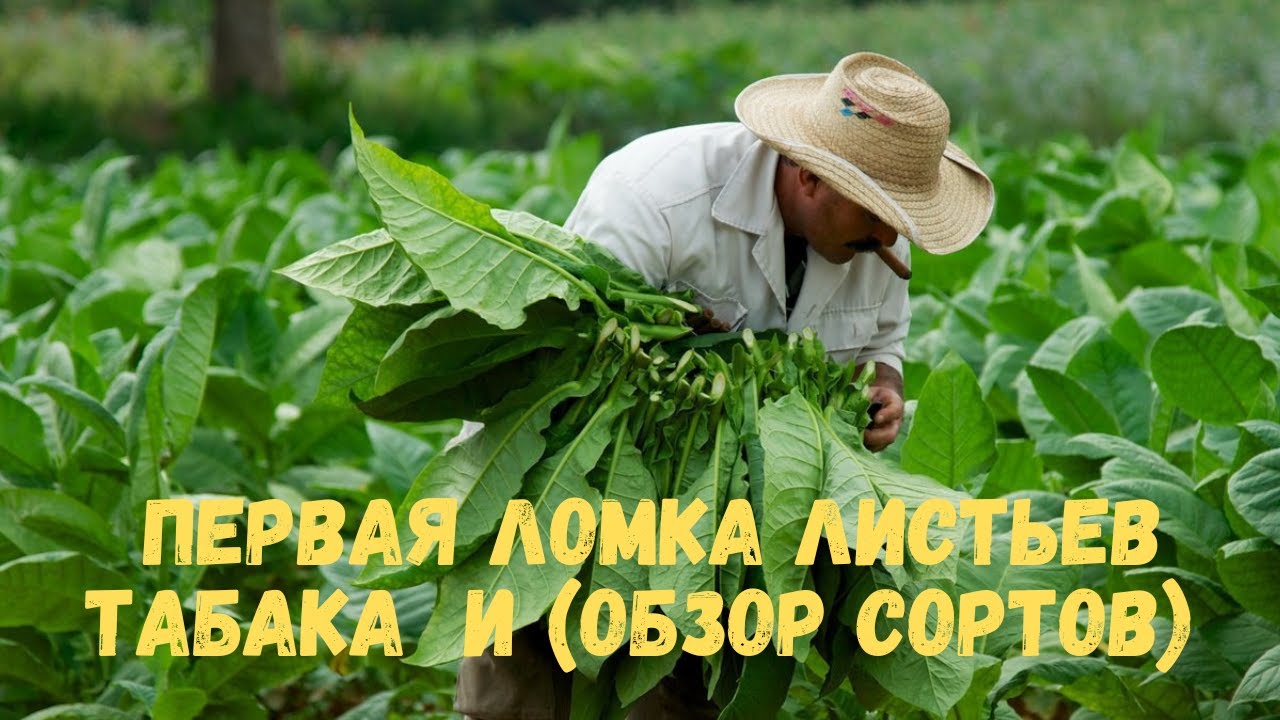 Первая ломка листьев табака  и (обзор сортов)