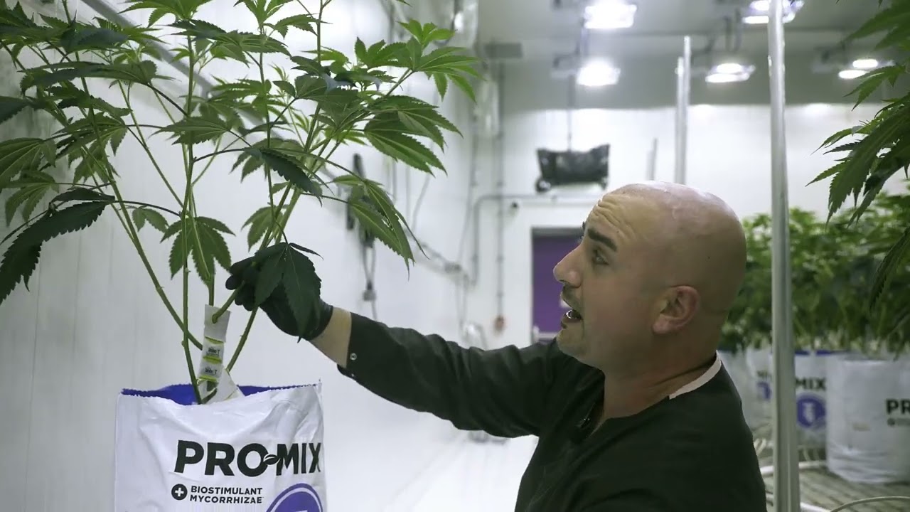 How to Prune Cannabis?