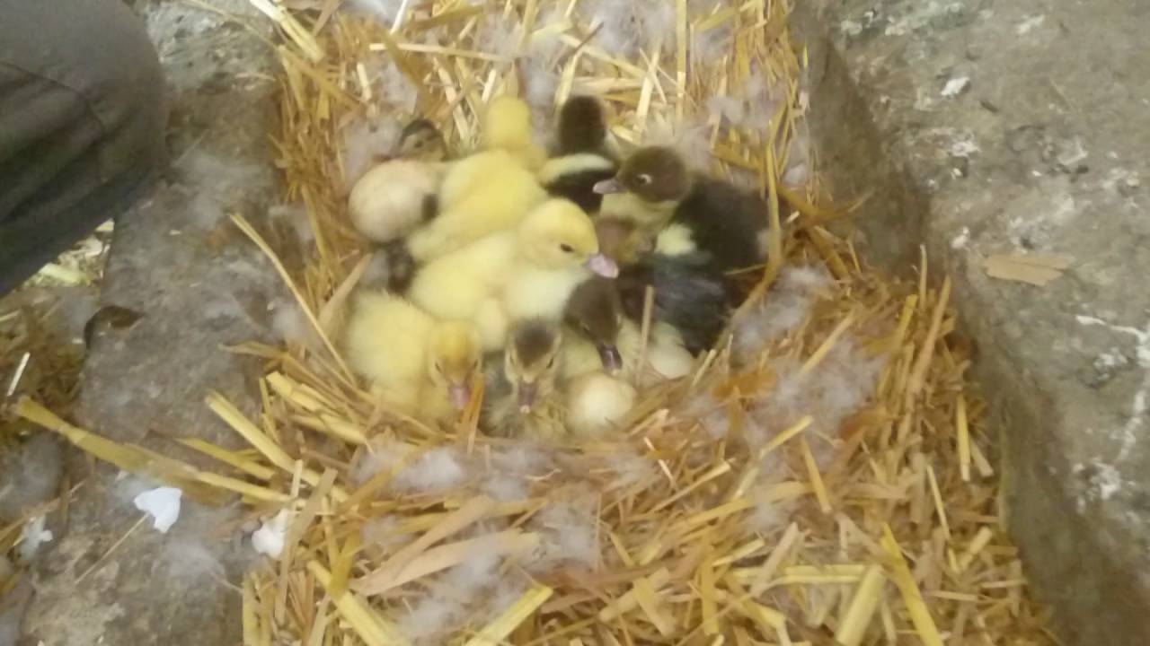 Nacimiento de patitos