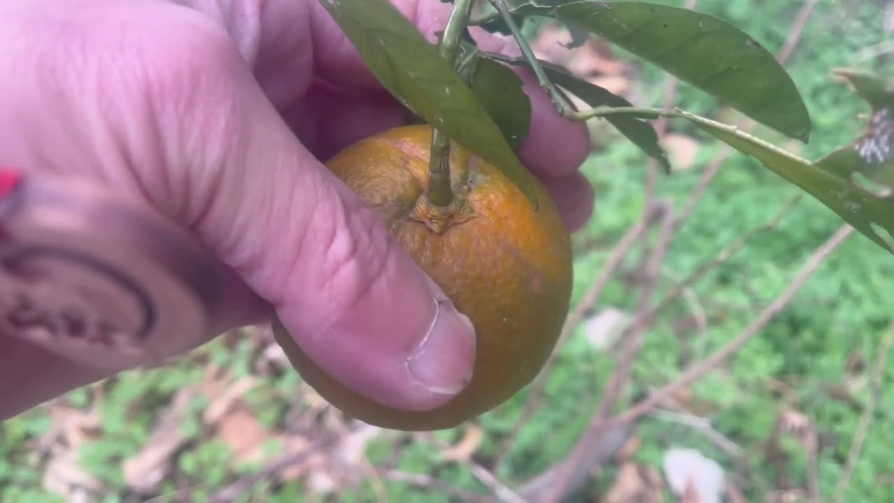 ひのひかり智の畑で採れたコメディアンネル〜だいたいだいだいたい〜