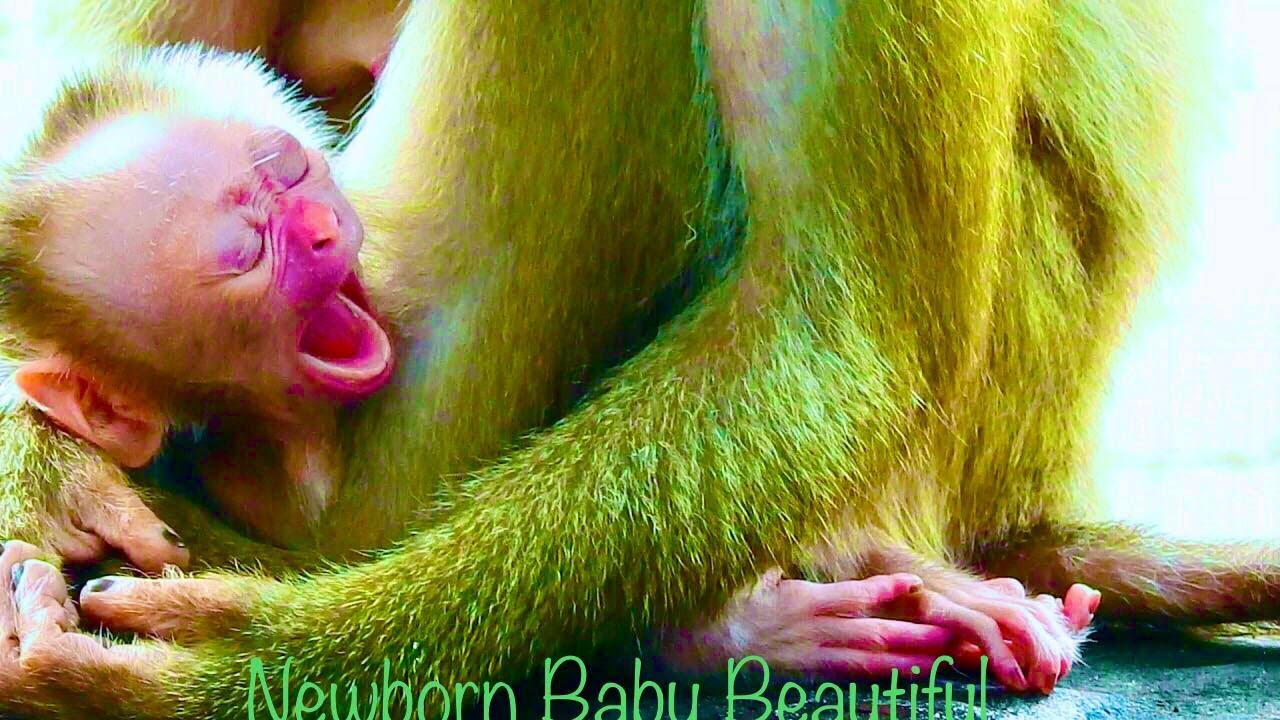 Breaking New!! Congratulation To Monkey Libby She Just Giving Birth To day 1day Old