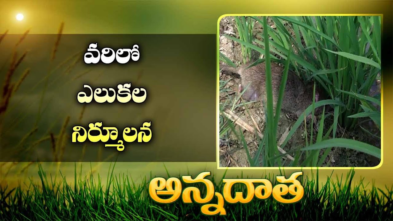 Rat Damage In Paddy Fields | in Guntur District | Control Measures