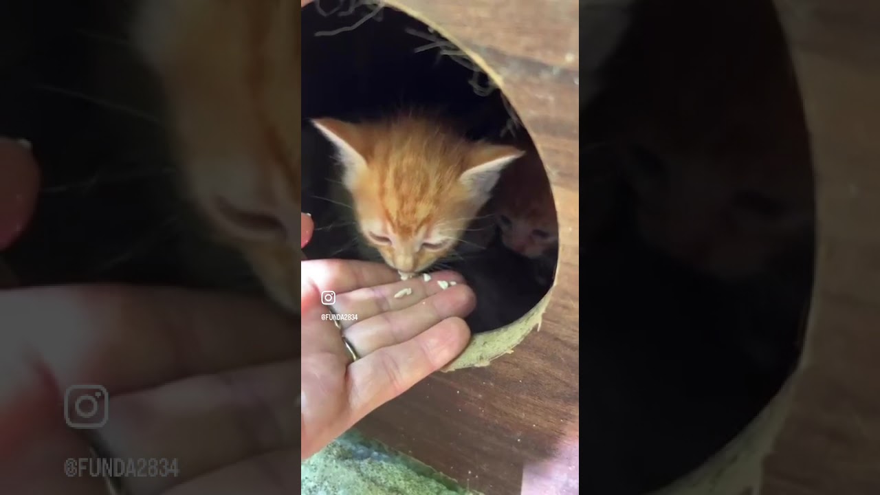 Kedi yavrularımızı beslemek (Cat)