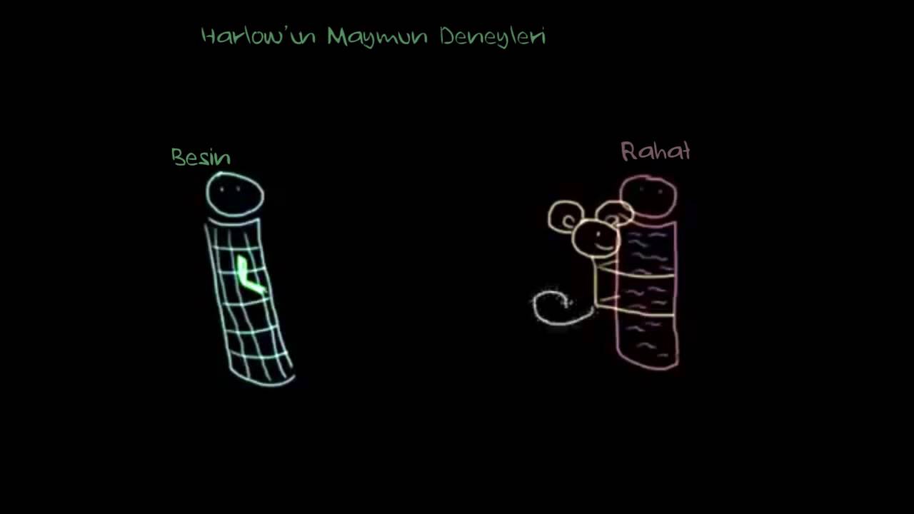 Harlow’un Maymunlarla Deneyleri (Sosyoloji / Bireyler ve Toplum)
