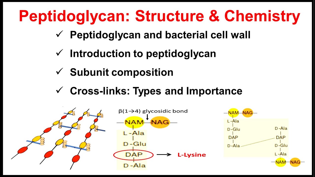 Peptidoglycan | Structure and Chemistry of Peptidoglycan | Part-2 of Bacterial Cell Wall |