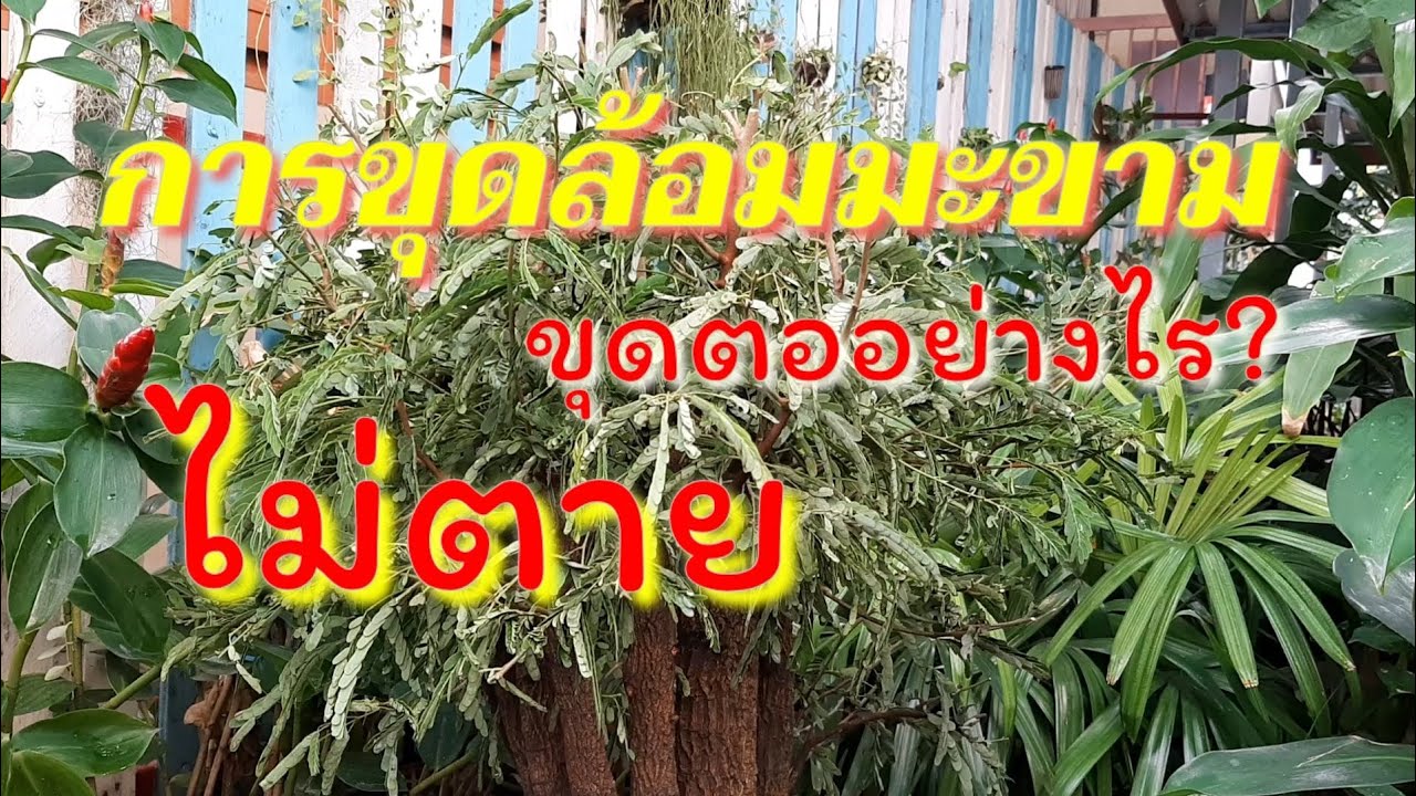 ขุดตอมะขาม:ขุดตออย่างไรไม่ให้ตาย,แนะวิธีและมีลำดับขั้นตอนการขุดไม่ยากนัก,แต่ต้องอดทนรอคอยสักนิดนะ