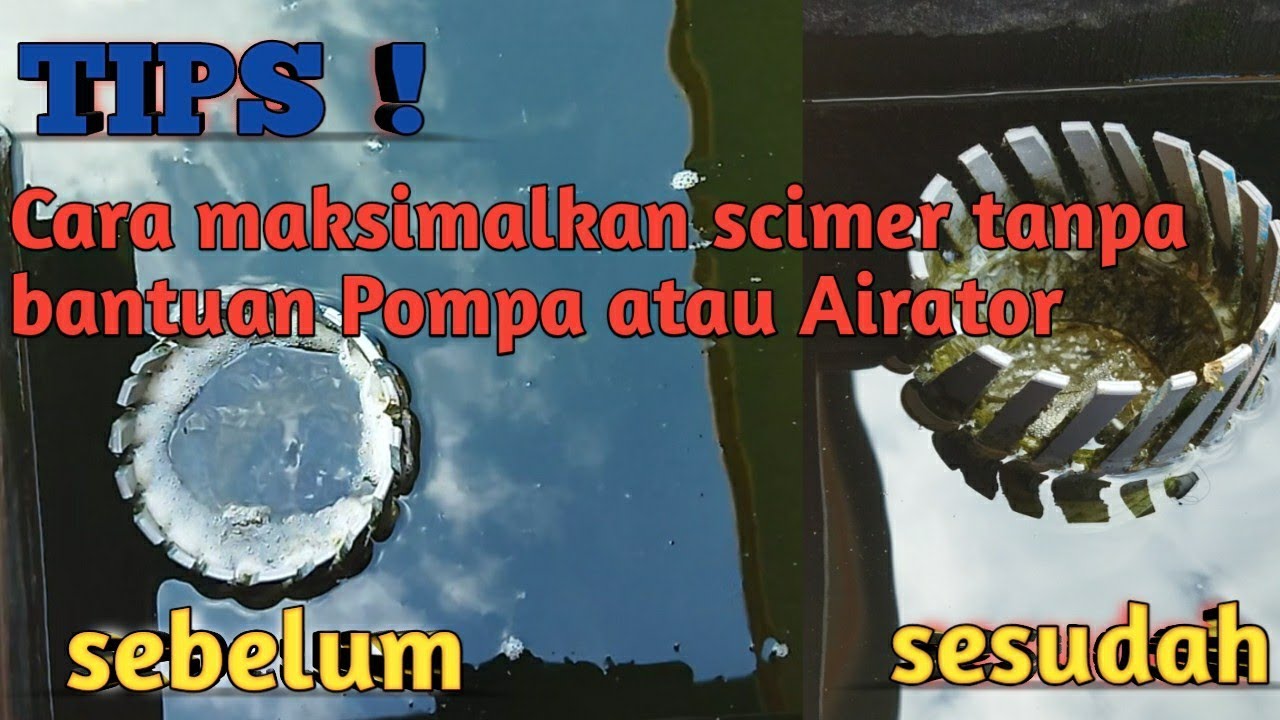 cara maksimalkan kerja skimmer pada kolam koi tanpa Pompa dan aerator| menghilangkan busa kolam koi|