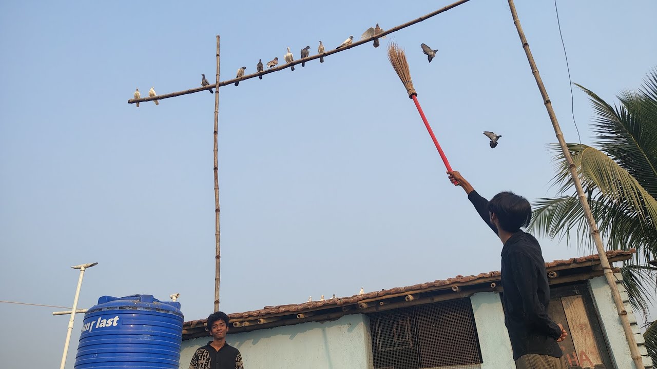 রেসার গুলো এবার উঠতে শিখে নিয়েছে 😱। টোটাল কটা পায়রা ডিম দিলো?