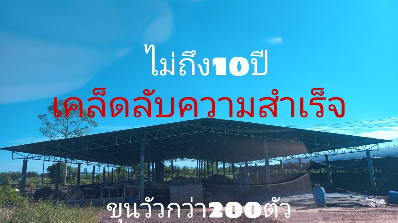 เคล็ดลับความสำเร็จในการเลี้ยงวัวขุนกว่า200ตัวใช้เวลา8ปีคลิปนี้มีคำตอบ#พูดจาภาษาวัว