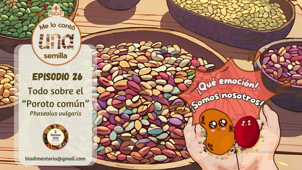 Todo sobre el #poroto (Phaseolus vulgaris) || Ep 26 || Me lo contó una semilla