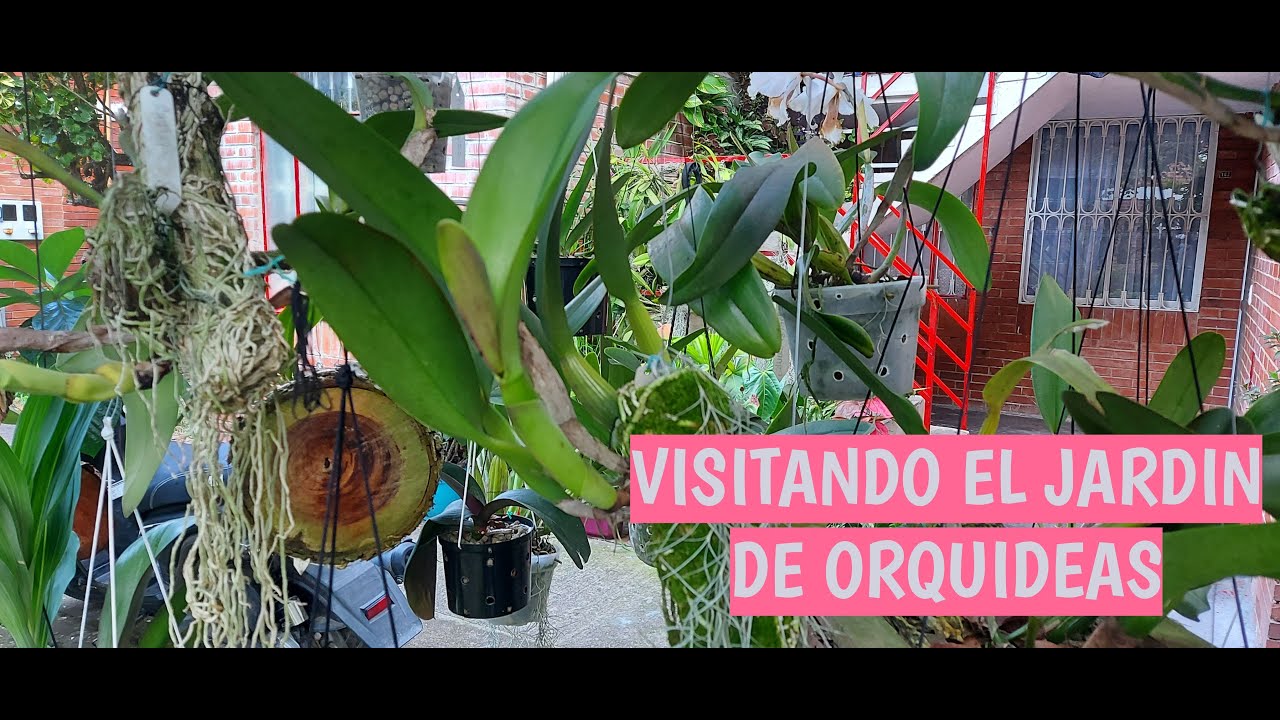 VISITA JARDIN DE ORQUIDEAS