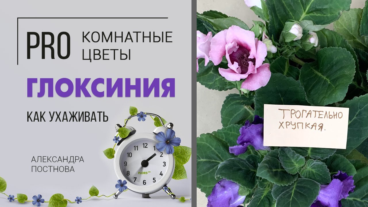 Глоксиния - цветок загадка | Как подружиться с глоксинией, что нужно знать об уходе за растением