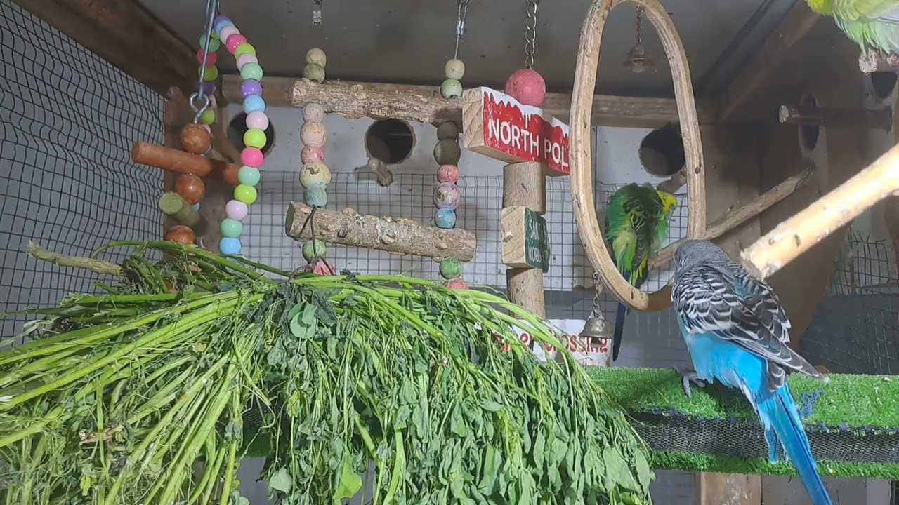 “This parrot knows all the words 🗣️🦜 #BirdTok”