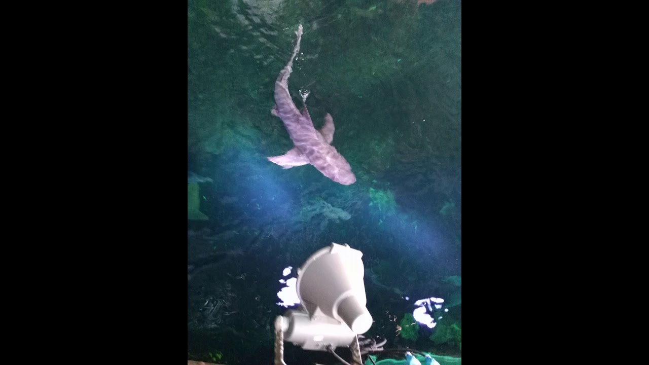 naussica