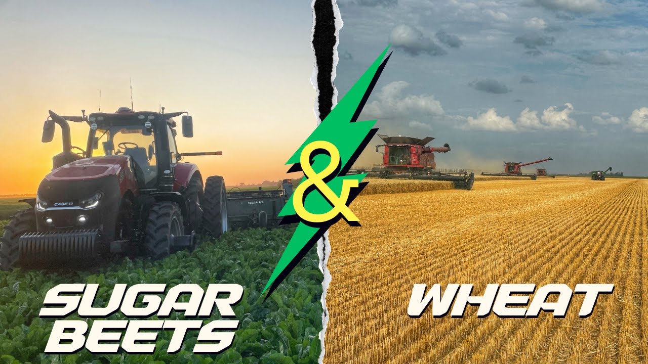 Harvesting Sugar Beets & Wheat in the Same Day