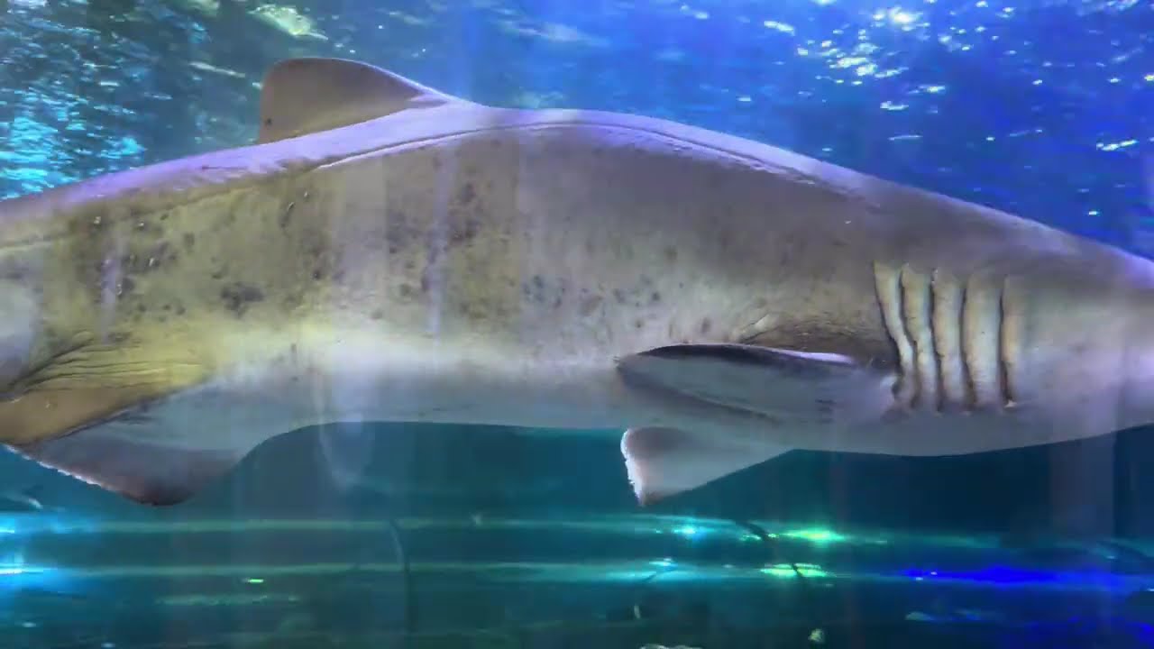 Walking with Sharks at SEA LIFE Sydney || Sealife Sydney #sealife #sydney #travel #travelwithme 