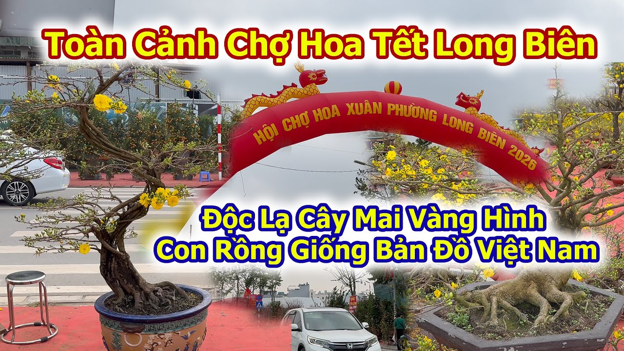Toàn Cảnh Chợ Hoa Tết Long Biên Vựa Mai Vàng Độc Lạ Chưa Từng Thấy