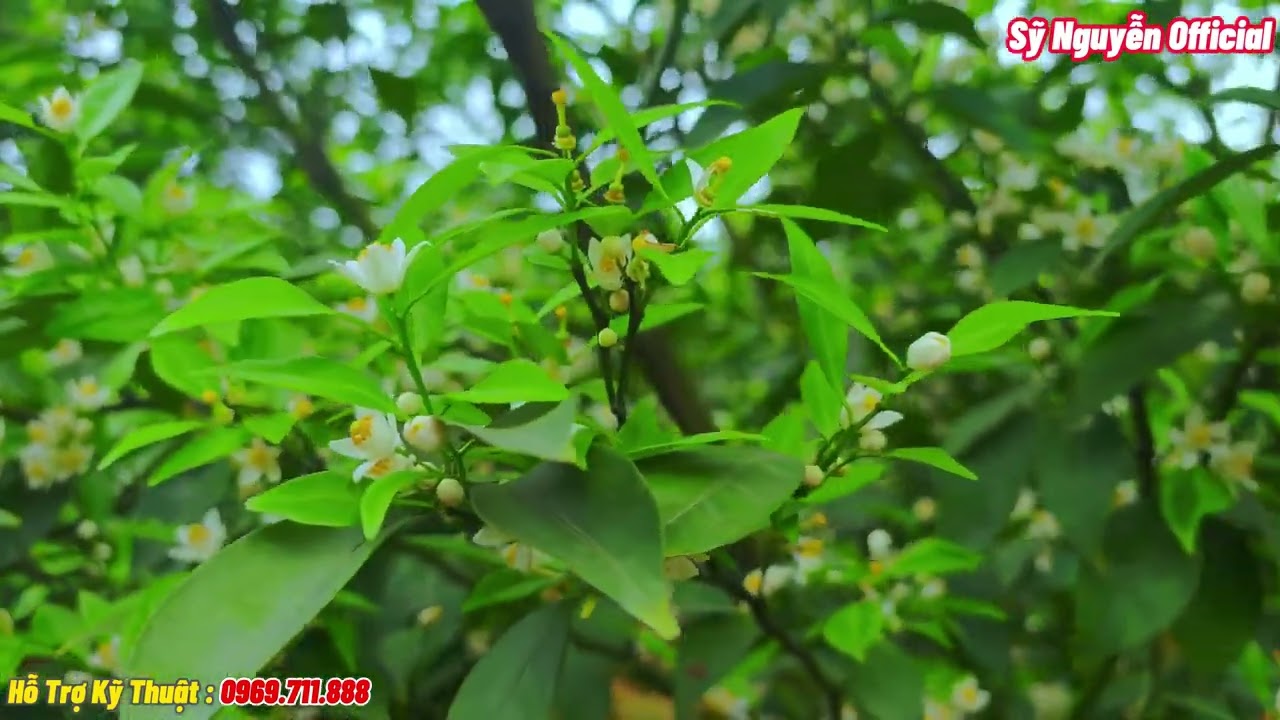 Kỹ Thuật Khoanh Cành Và Chăm Sóc Cây Cam Đường Canh Đúng Thời Điểm  Hướng Dẫn Chi Tiết