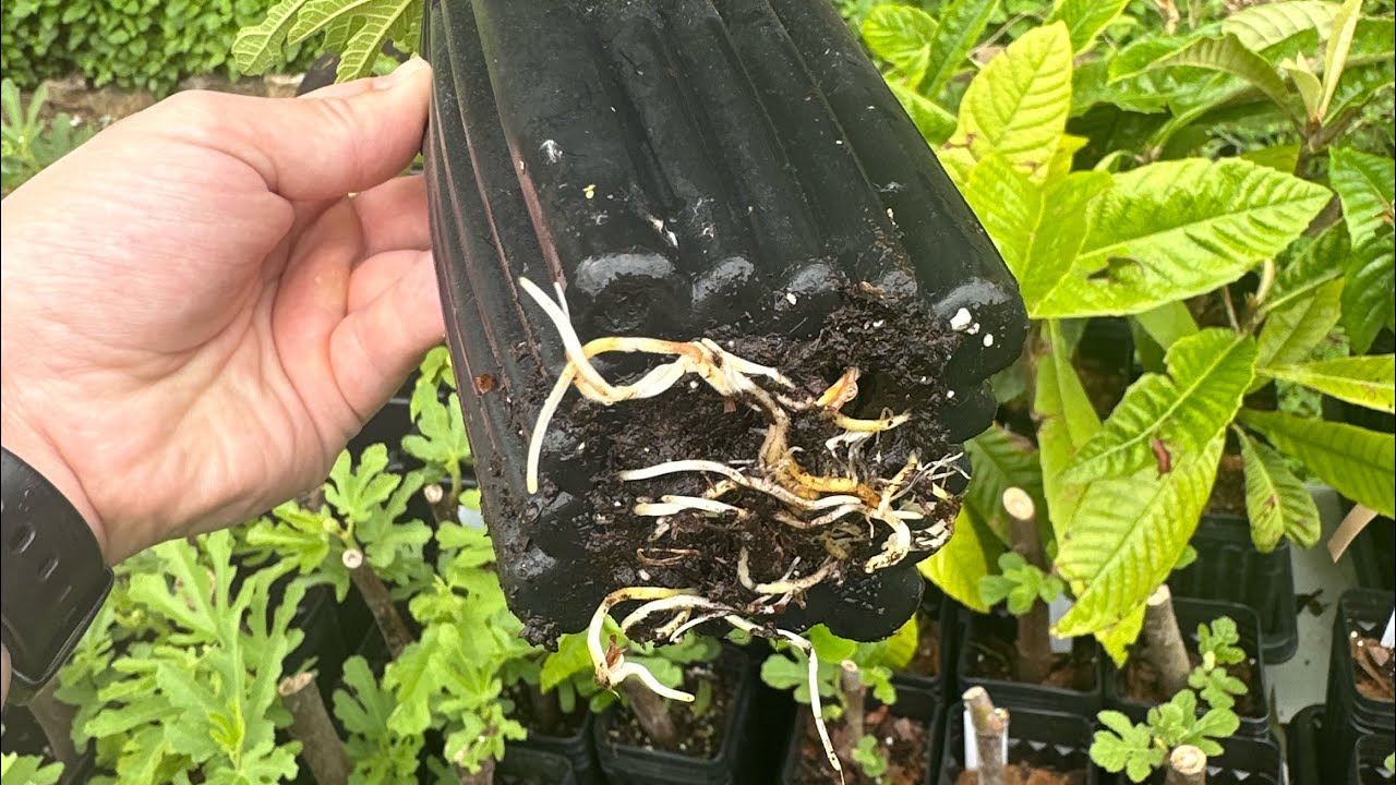 Top 5 Mistakes Killing Your Fig Cuttings (And How to Fix Them!)
