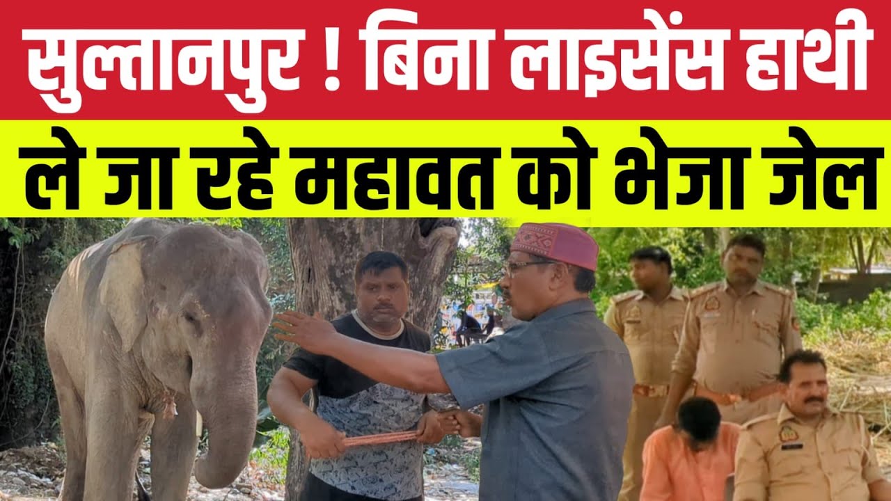 Sultanpur ! बिना लाइसेंस हाथी ले जा रहे माहवत को पकड़ भेजा गया जेल | Haliyapur