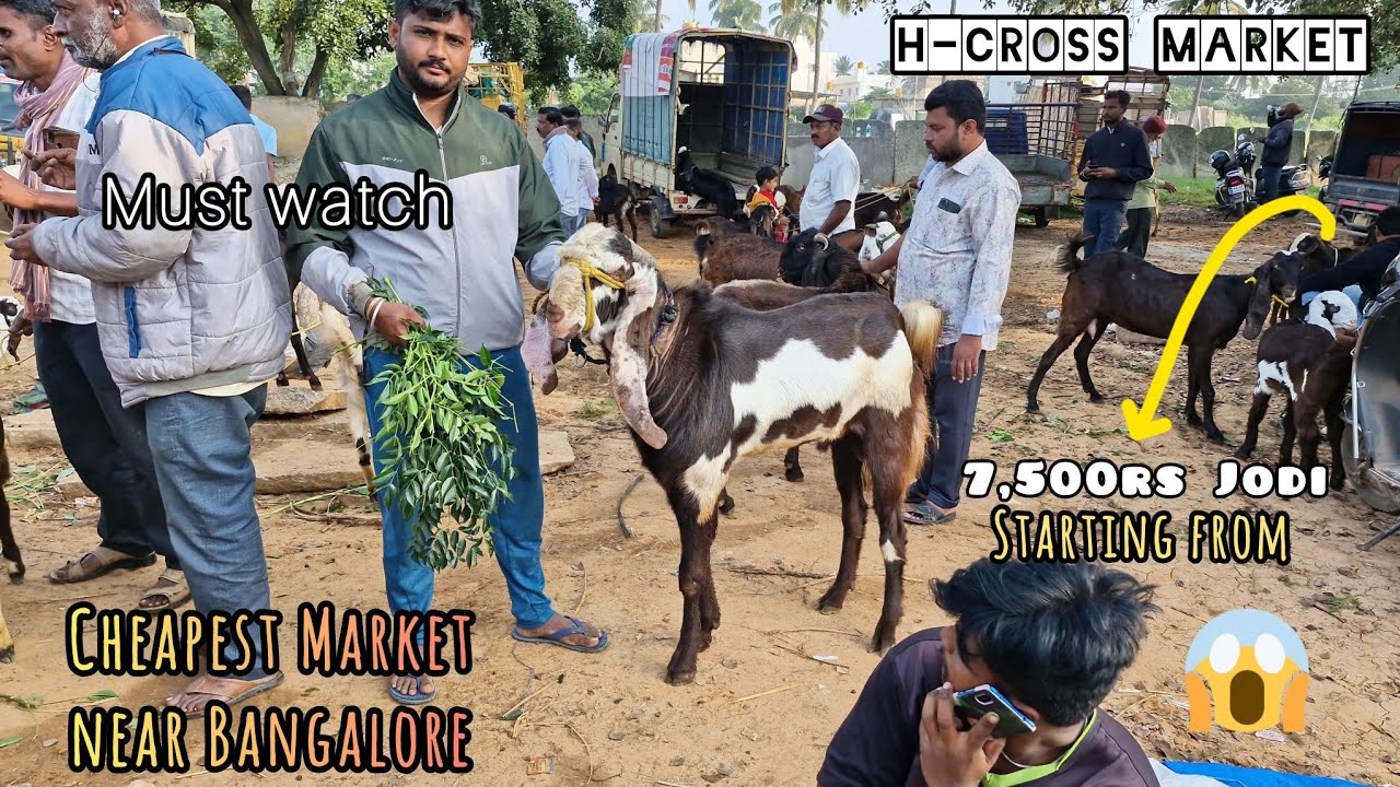 Hindiganala Sheep And Goat Market H-cross Market Full Detail Video #hyderabadi