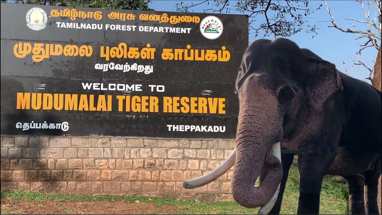 Masinagudi - Ooty 2 Days I Winter Trip I December 2025 I Mudumalai Bandipur Forest 4K tamil