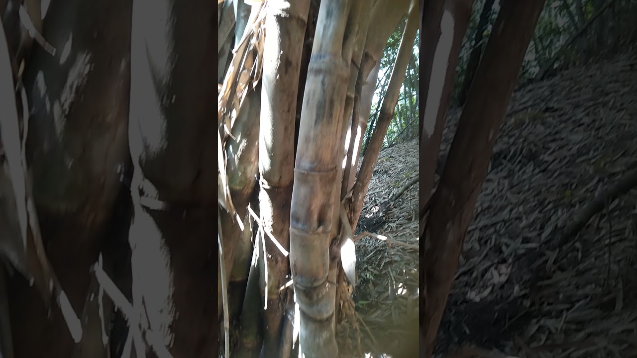 Bambu unik alami asli