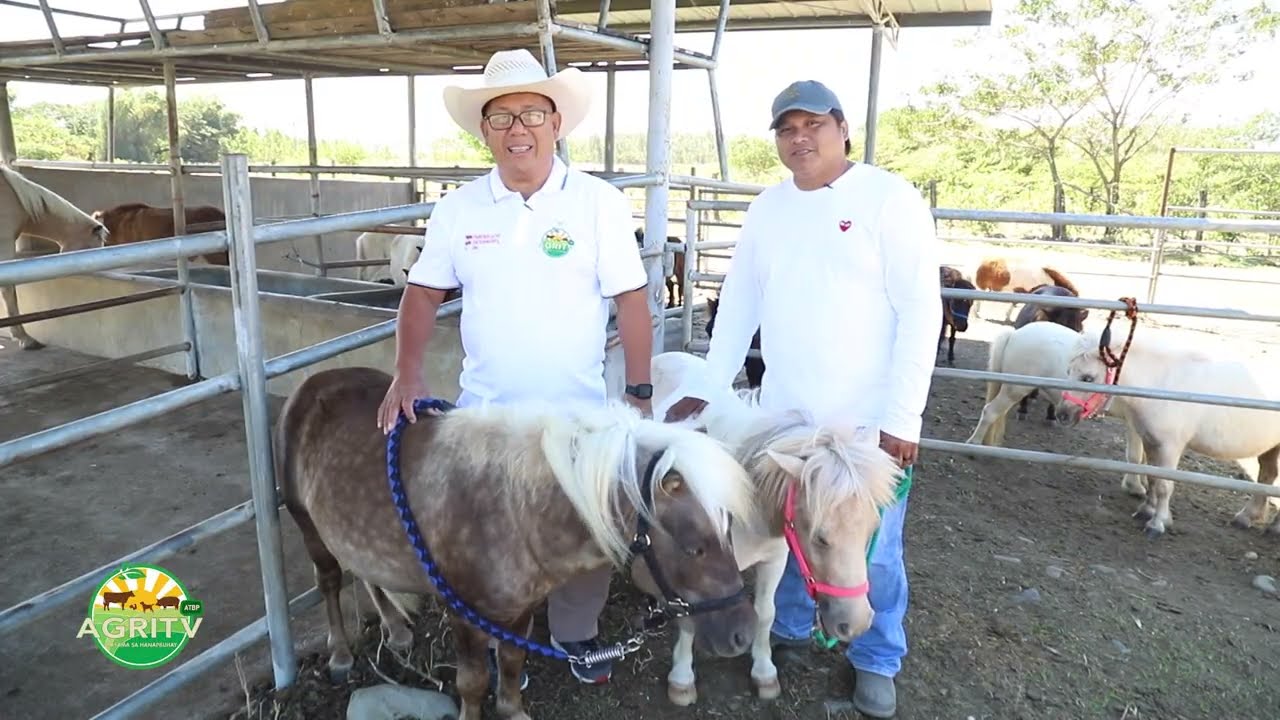 AGRITV Atbp:AGRIHAN TAYO with Charlie Cruz  by FEI NE Miniature Horses Rancho Yerro April 15, 2023