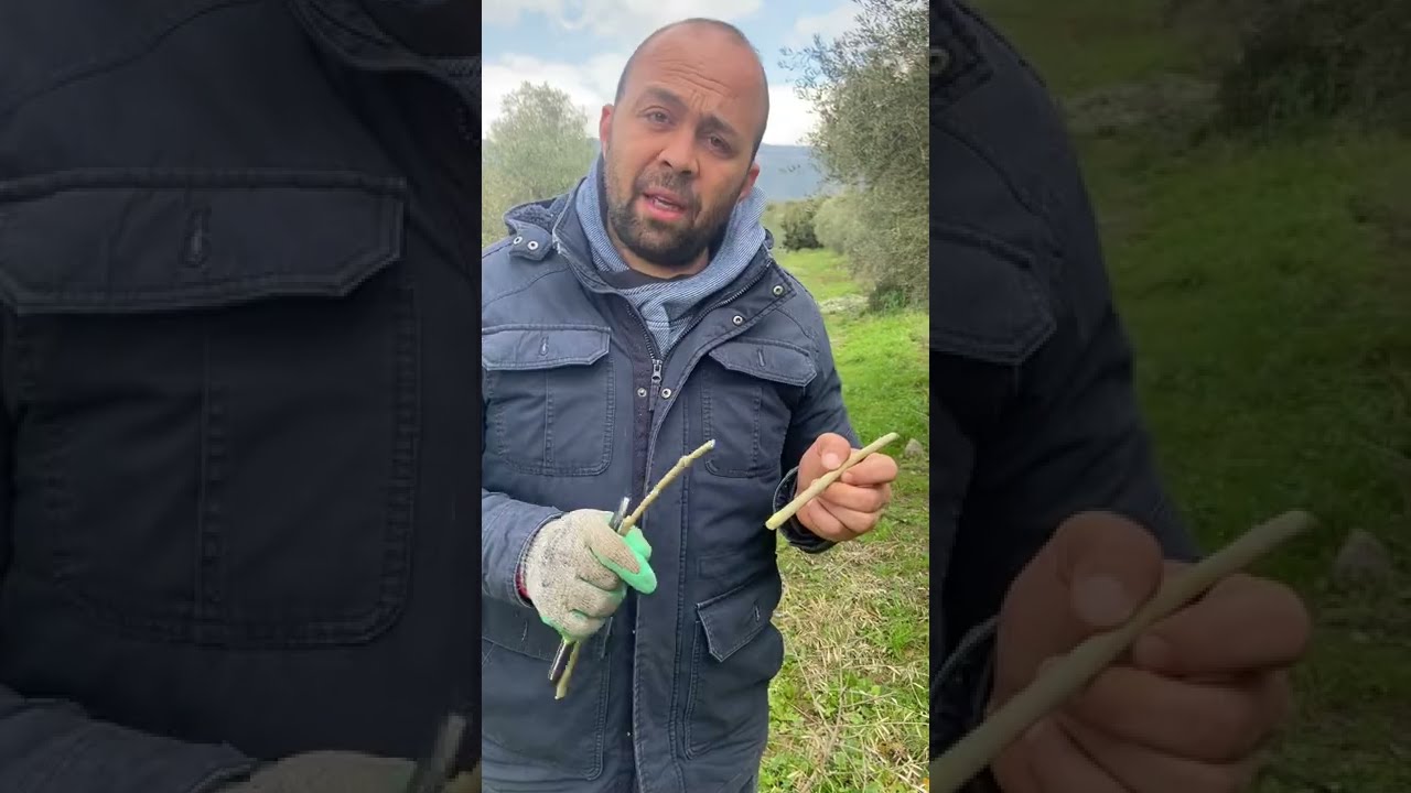 Çelikten zeytin köklendirme için uygun materyal ( geniş anlatım)
